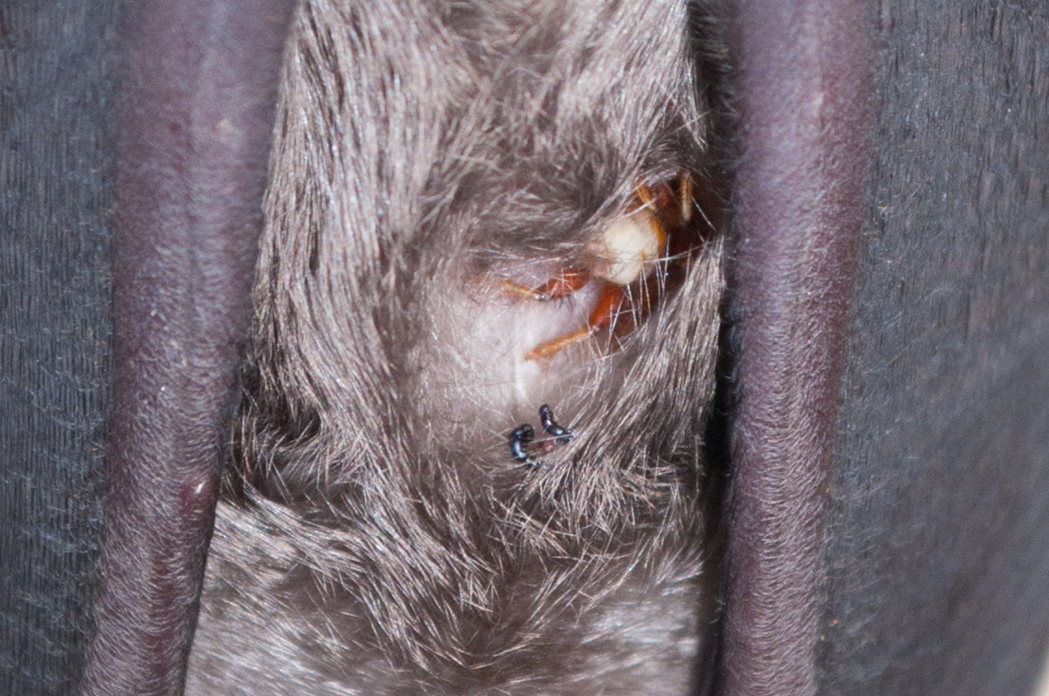 Oumatjie Cave Plettenberg Bay Rhinolophus capensis+Nycteribiidae (3)